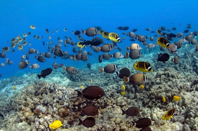 Kailua-Kona: Dolphin Watch & Double-Reef Snorkel Boat Ride - Frequently Asked Questions