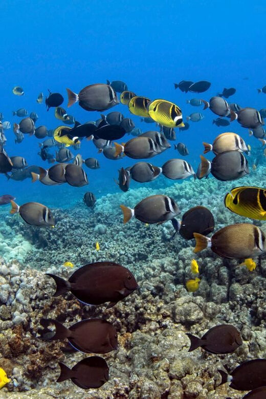 Kailua-Kona: Dolphin Watch & Double-Reef Snorkel Tour - Who Is This Tour Best For?