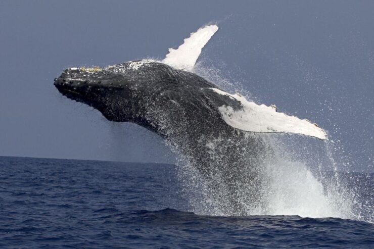 Kailua Kona: Humpback Whale Watching Adventure Cruise - Experience