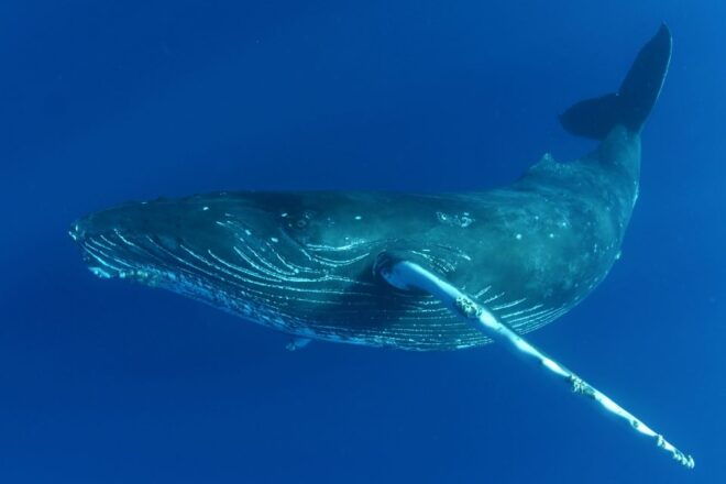 Kailua Kona: Humpback Whale Watching Adventure Cruise - Whale Watching Highlights