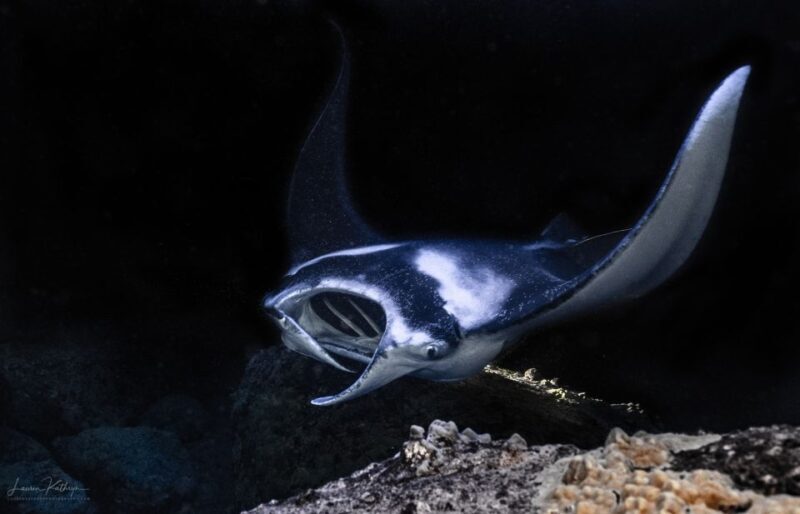 Kailua Kona: Manta Ray Night Snorkel Tour with Guide - Good To Know