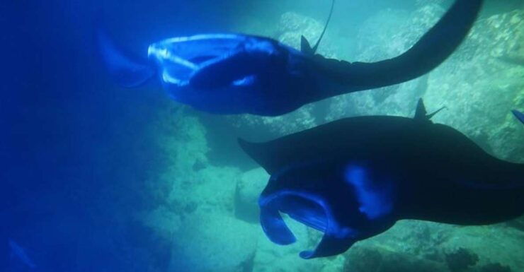 Kailua-Kona: Manta Ray Night Snorkel With Wetsuit - Pricing and Duration