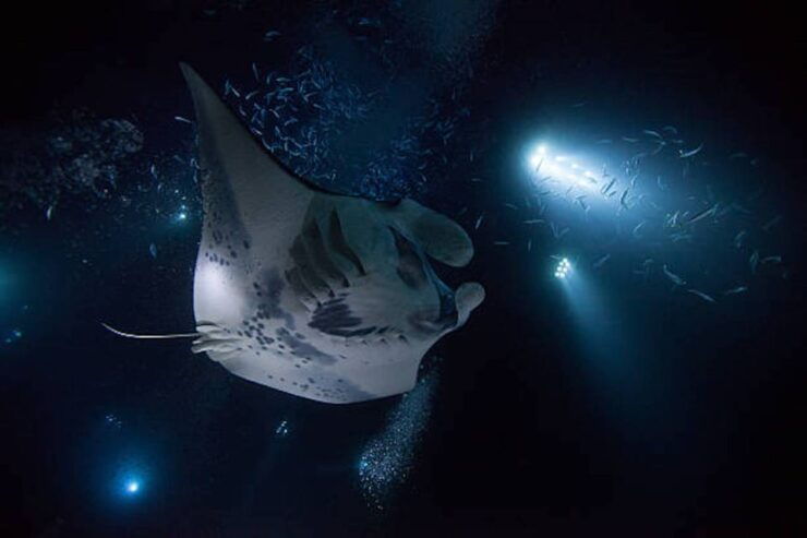 Kailua-Kona: Manta Ray Watching Nighttime Boat Trip - Activity Details