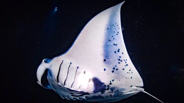 Kailua-Kona: Manta Ray Watching Nighttime Boat Trip - Experience
