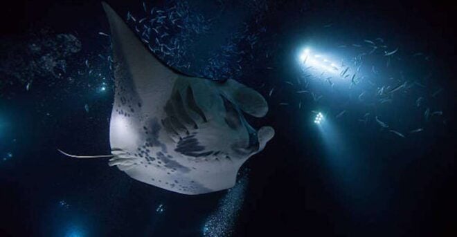 Kailua-Kona: Manta Ray Watching Nighttime Boat Trip - Full Description