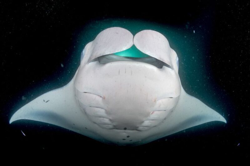 Kailua Kona: Night Manta Ray Adventure on the Big Island - What Could Be Better