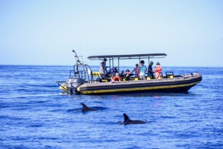 Kailua-Kona: Pacific Humpback Whale Watch Excursion - Good To Know