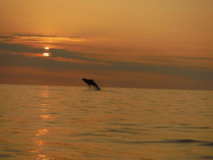 Kailua-Kona: Pacific Humpback Whale Watch Excursion - Booking Information