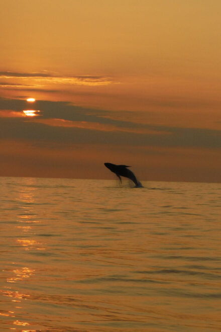 Kailua-Kona: Pacific Humpback Whale Watch Excursion - What to Expect