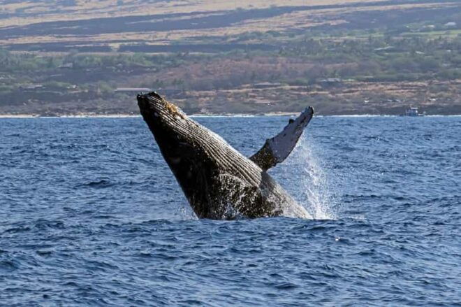 Kailua-Kona: Pacific Humpback Whale Watch Excursion - Getting to the Harbor