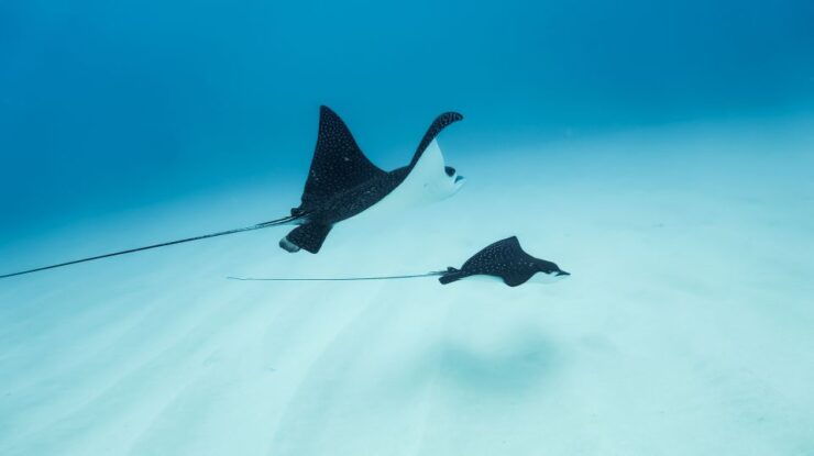Kailua-Kona: Speedboat Snorkel Cruise and BBQ on the Boat - Activity Information