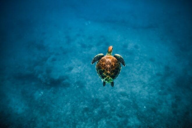 Kailua-Kona: Speedboat Snorkel Cruise and BBQ on the Boat - Customer Reviews