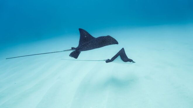 Kailua-Kona: Speedboat Snorkel Cruise and BBQ on the Boat - Snorkeling Experience