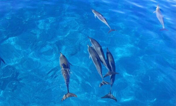 Kailua-Kona: Speedboat Snorkel Cruise and BBQ on the Boat - Gift Options and Availability