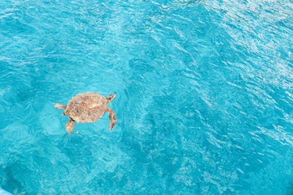 Kailua-Kona: Speedboat Snorkel Cruise and BBQ on the Boat - Common Questions