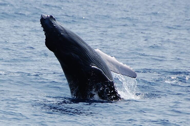 Kailua-Kona: Whale Watching Cruise on the Big Island - Good To Know