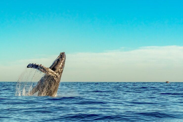 Kailua-Kona: Whale Watching Cruise on the Big Island - Whale Watching Experience