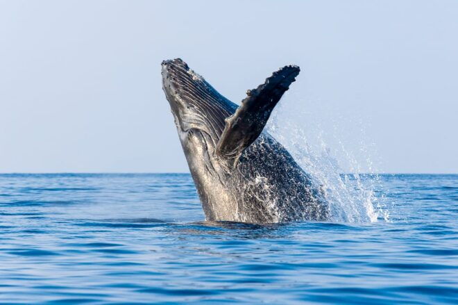 Kailua-Kona: Whale Watching Cruise on the Big Island - Highlights of the Tour