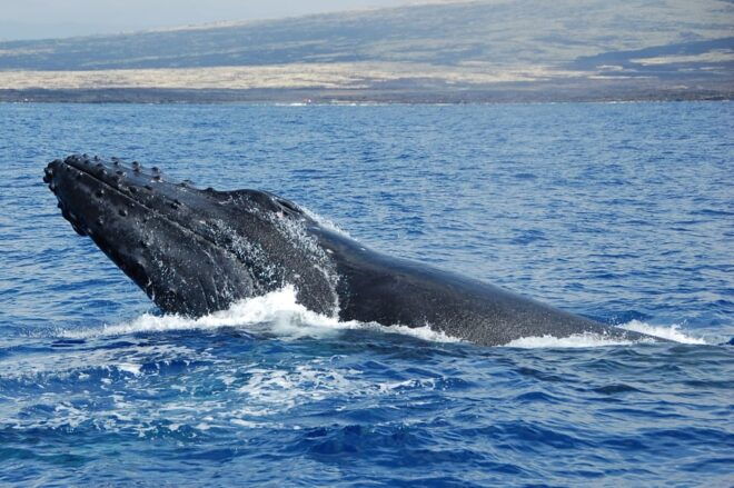 Kailua-Kona: Whale Watching Cruise on the Big Island - Recommendations and Policies
