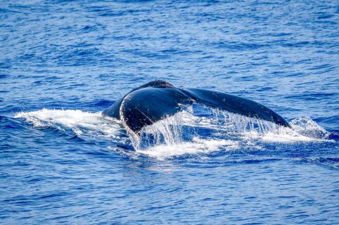 Kailua-Kona: Whale Watching Cruise on the Big Island - Customer Ratings and Feedback