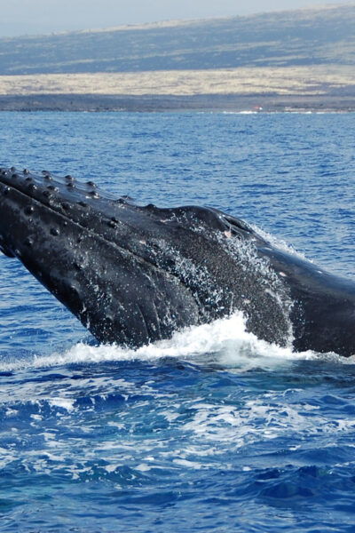 Kailua-Kona: Whale Watching Cruise on the Big Island - Duration and Whale Season