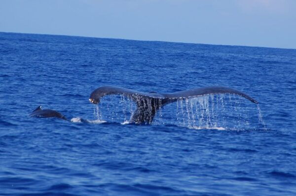 Kailua-Kona: Whale Watching Cruise on the Big Island - Frequently Asked Questions