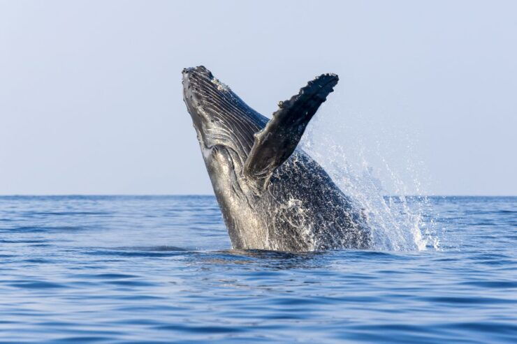 Kailua-Kona: Whale Watching Cruise - Whale Watching Experience