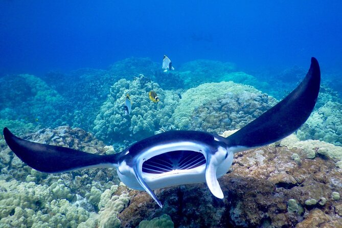 Kailua Night Manta Ray Cruise and Snorkel Experience  - Big Island of Hawaii - Common Questions