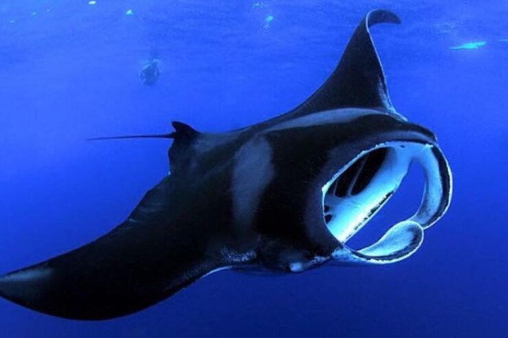 Kailua: Nighttime Manta Ray Cruise With Snorkeling Option - Experience Highlights