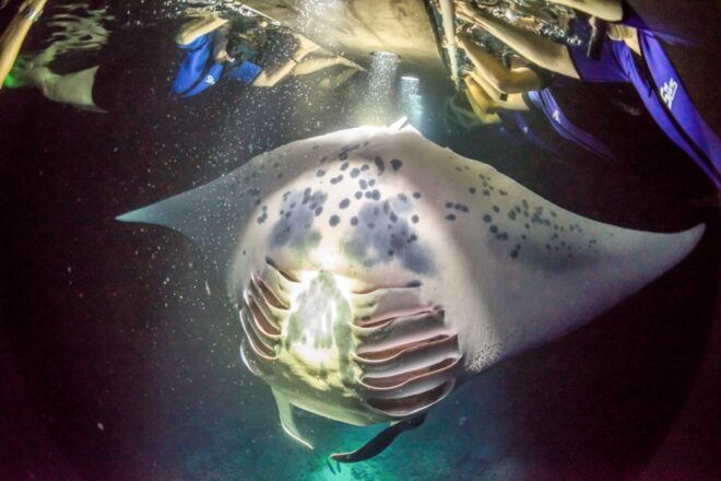 Kailua: Nighttime Manta Ray Cruise With Snorkeling Option - Review Summary
