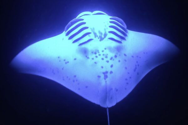 Kailua: Nighttime Manta Ray Cruise With Snorkeling Option - Common Questions