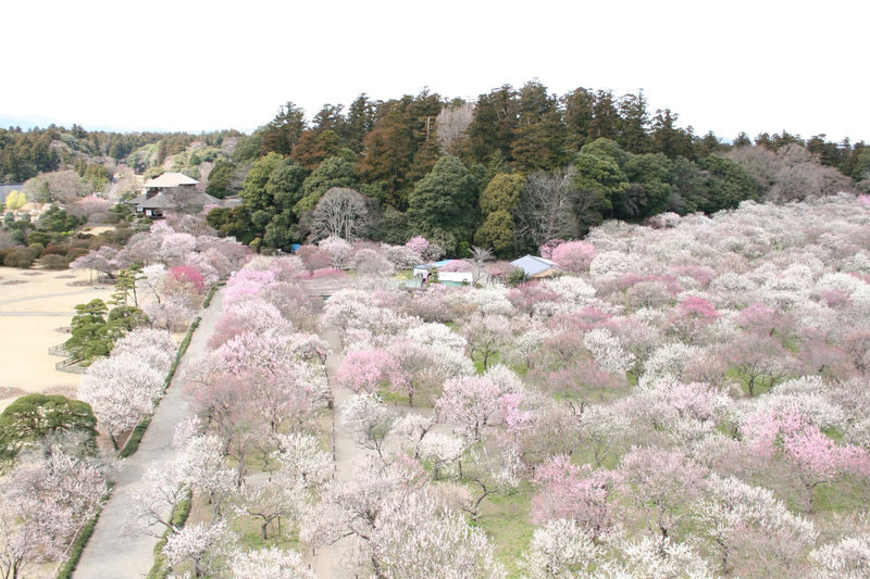 Kairakuen Main Garden Admission Ticket (Ibaraki) - Plum blossoms are Kairakuen’s main event