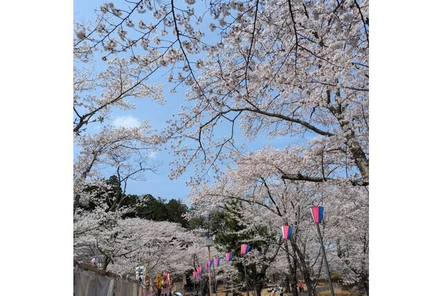 Kairakuen Main Garden Admission Ticket (Ibaraki) - What one to two hours can cover