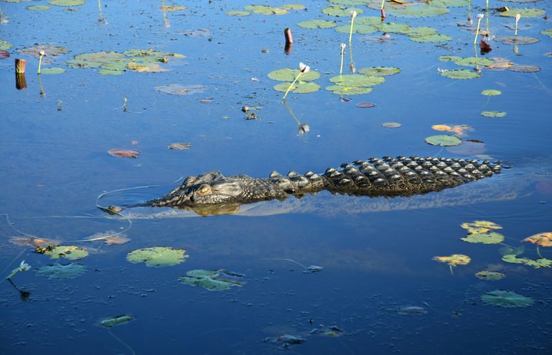 Kakadu in a Day - Is the price worth it?