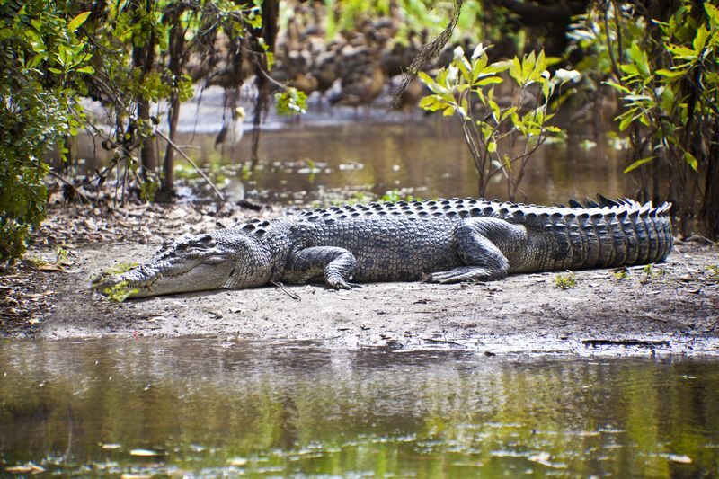 Kakadu National Park Day Tour and Cruise from Darwin - Warradjan Cultural Centre and lunch