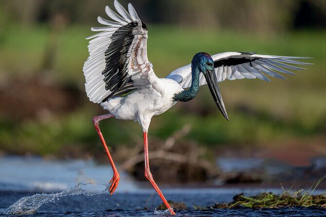 Kakadu National Park Evening Tour + Yellow Water Sunset Cruise - Good To Know