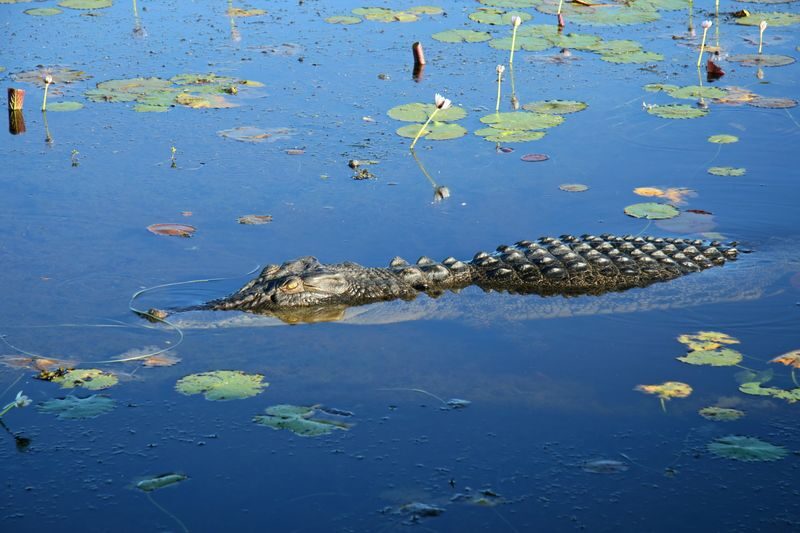 Kakadu National Park Tours & Activities - Wetlands, birds and crocodiles on the water