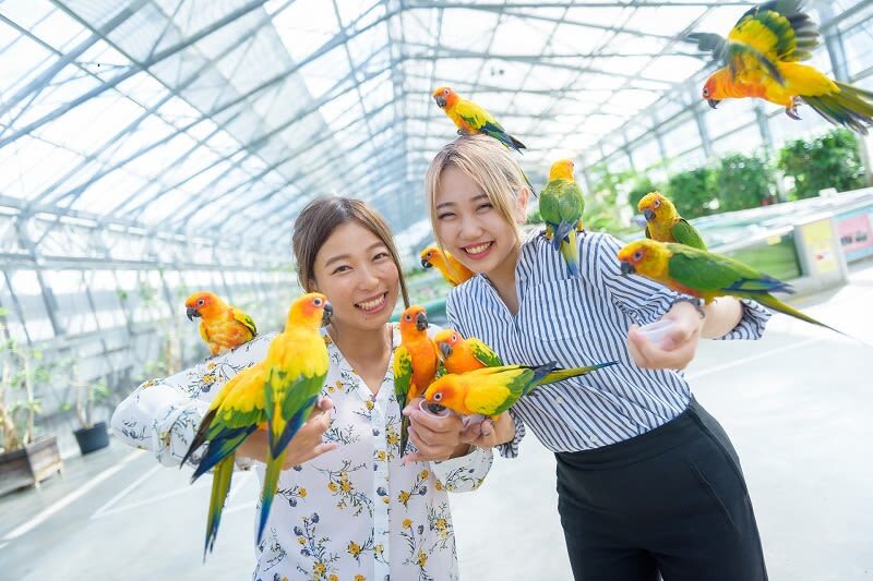 Kakegawa Kachoen Admission Ticket in Shizuoka - The bird show: schedule your visit around it