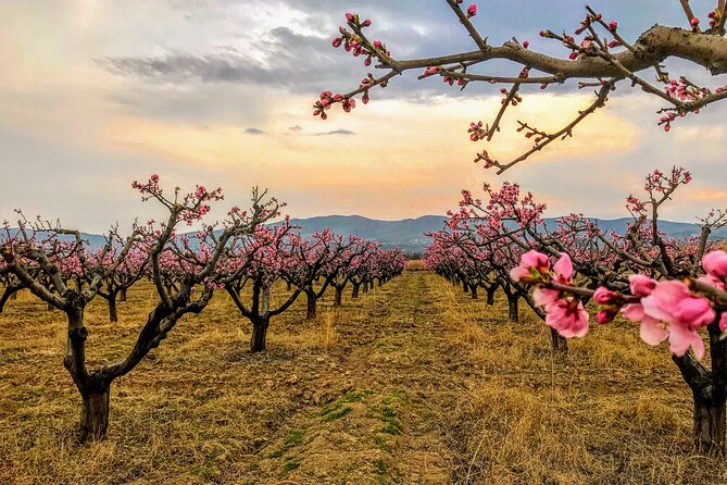Kakheti and Mtskheta Private Full-Day Tour - Pricing and Group Size