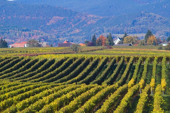 Kakheti Private Tour : Signagi - Bodbe - Wine Factory - Pricing and Booking Details