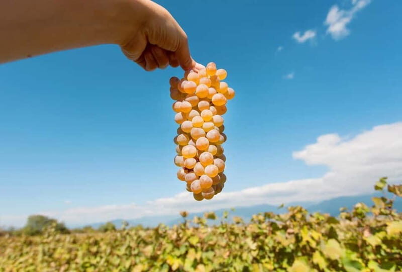 Kakheti Wine Tour - Explore the Art of Kvevri Winemaking - Discovering the Heart of Georgia’s Wine Heritage