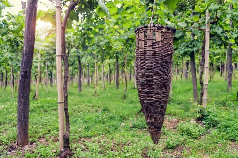 Kakheti Wine Tour - Explore the Art of Kvevri Winemaking - Scenic Drive Back & Reflections