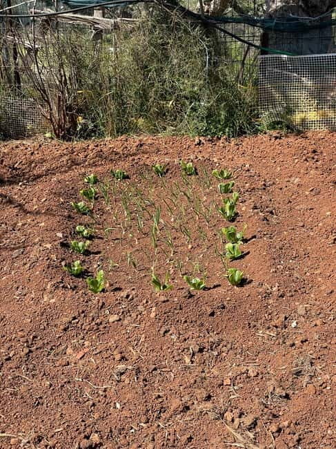 Kalamata: Farm-to-Table Experience with Cooking - Good To Know