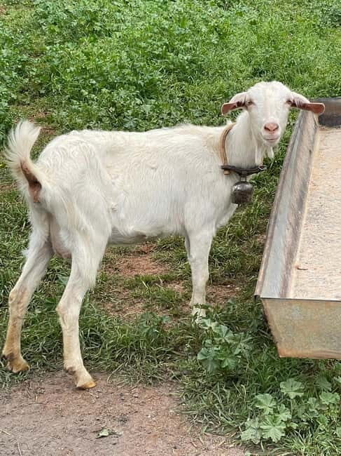 Kalamata: Farm-to-Table Experience with Cooking - What Sets This Tour Apart?