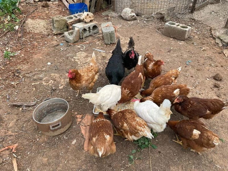 Kalamata: Farm-to-Table Experience with Cooking - Practical Details and Value