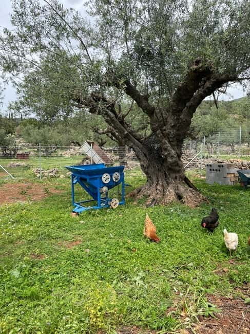 Kalamata: Farm-to-Table Experience with Cooking - Who Will Love This Experience?