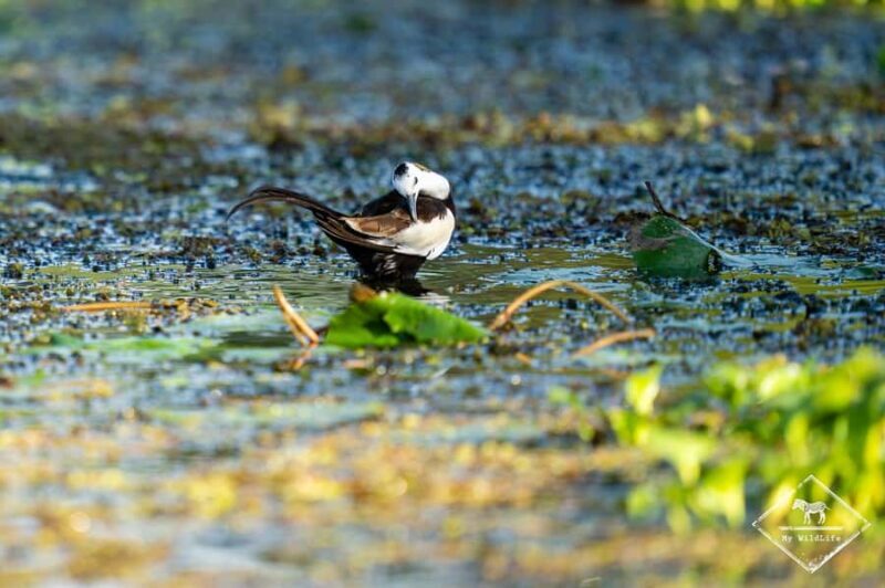 Kalametiya: Bird Sanctuary Catamaran Bird Watching Tour - The Sum Up