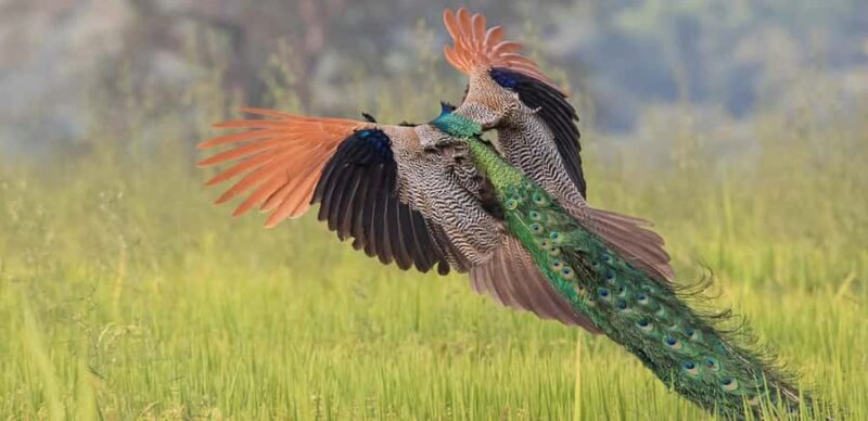 Kalametiya: Bird Watching Tour with Seafood Lunch from galle - Discovering Kalametiya: An Introduction to the Sanctuary