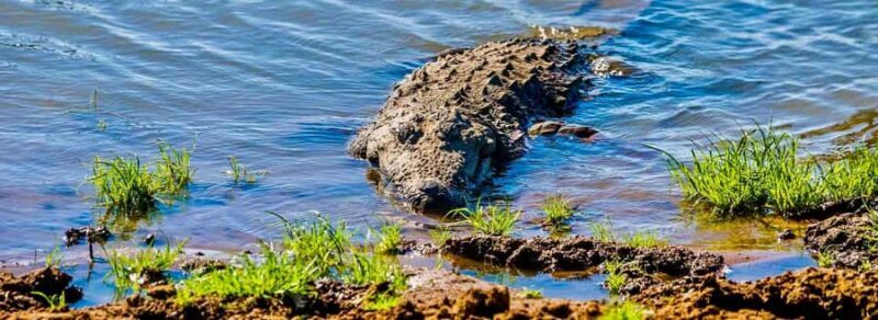 Kalametiya: Bird Watching Tour with Seafood Lunch from galle - Who Will Love This Tour?