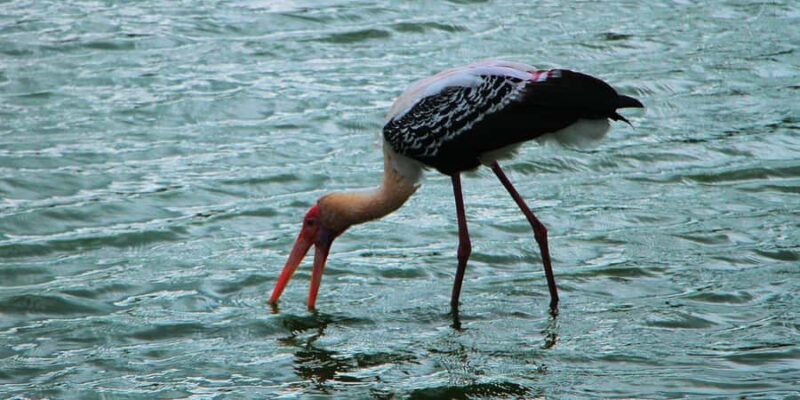 Kalametiya: Bird Watching Tour with Seafood Lunch from galle - Practical Details and Value